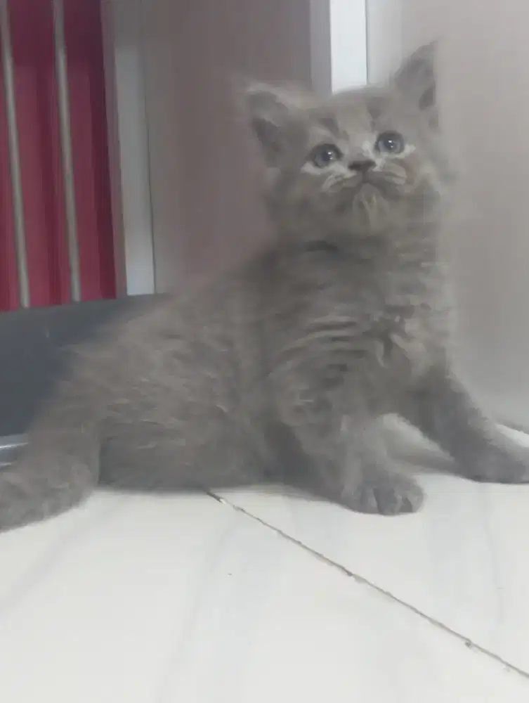 Kucing persia kitten betina