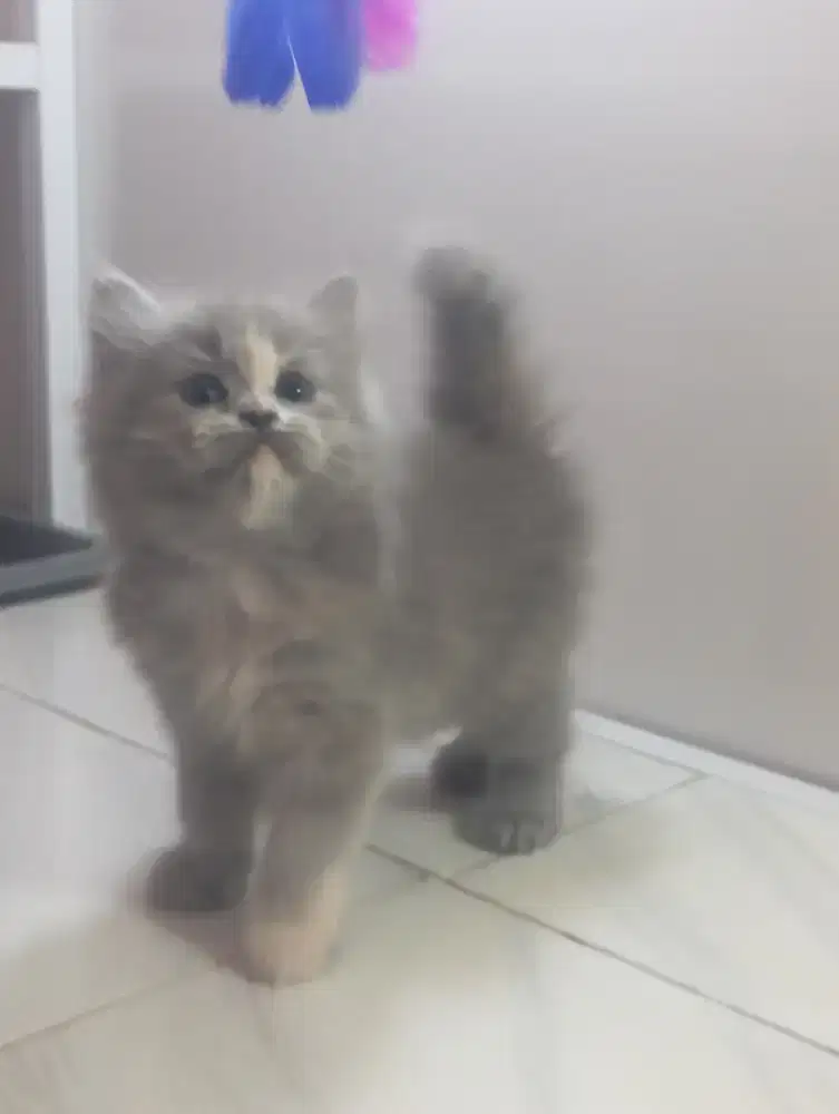 Kucing persia kitten betina