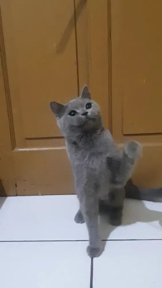 British shorthair