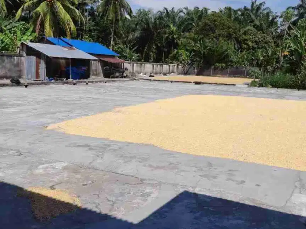 Dijual Kilang Padi, Mahoni, Sawit dan Pisang di Kwala Begumit Binjai