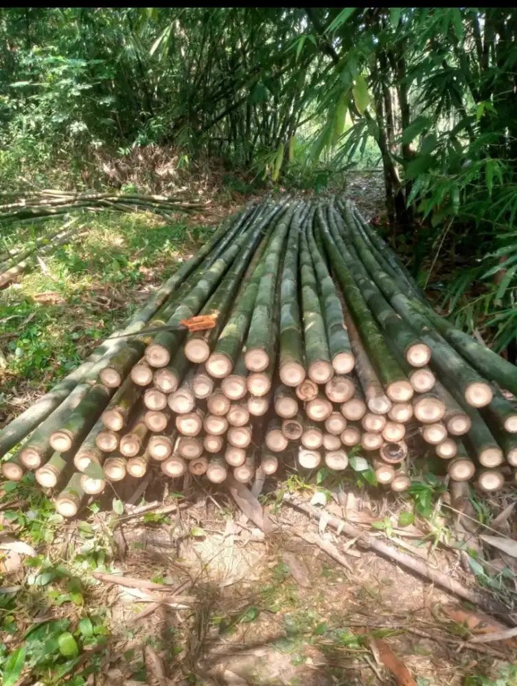 BAMBU ESTGER & BEGESTING