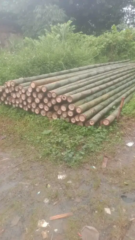 BAMBU ESTGER BEGESTING
