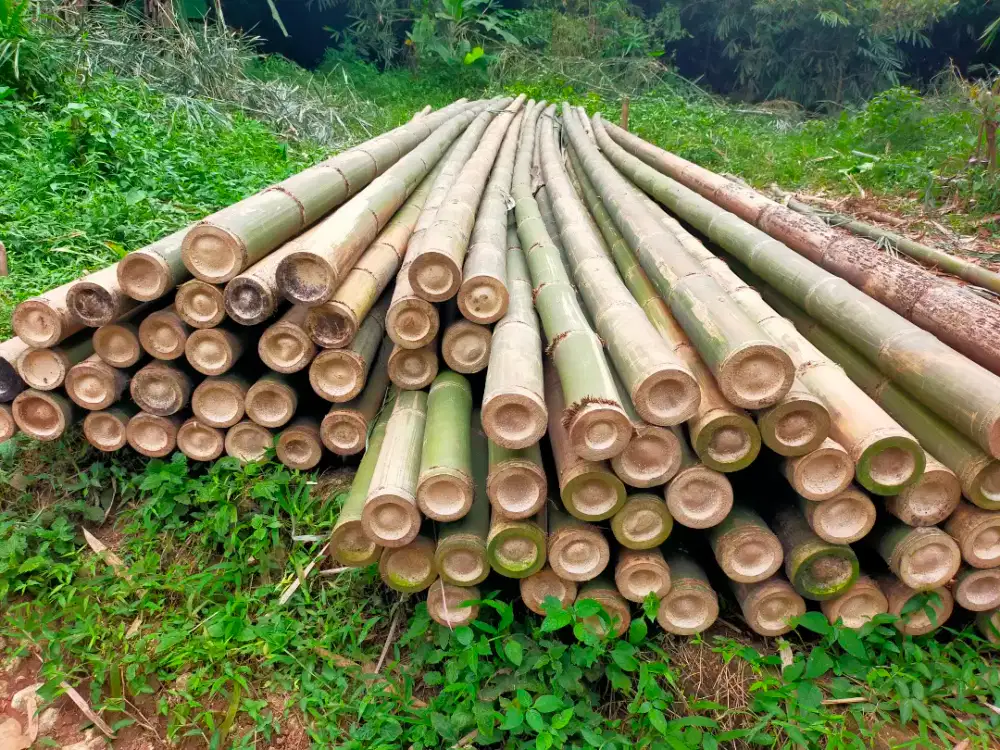 BAMBU ESTGER BEGESTING