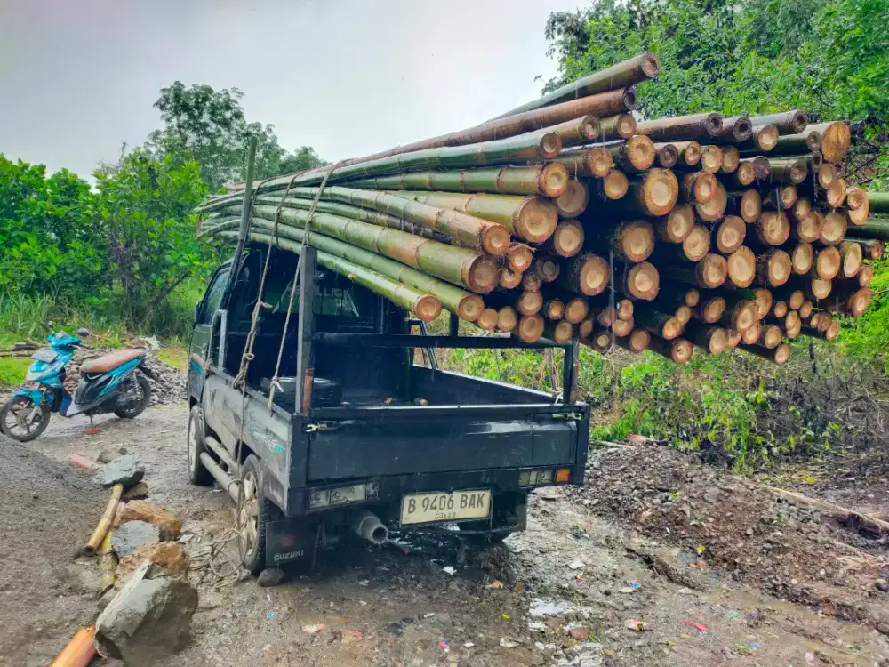 Bambu estger begesting
