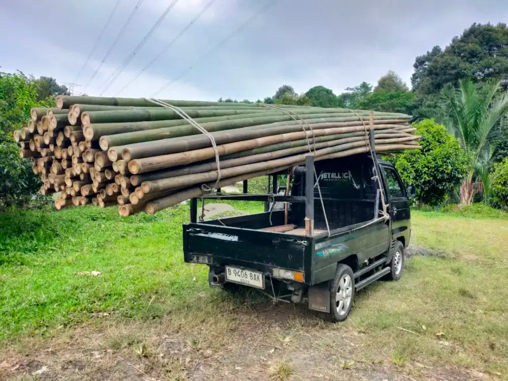 Bambu estger begesting