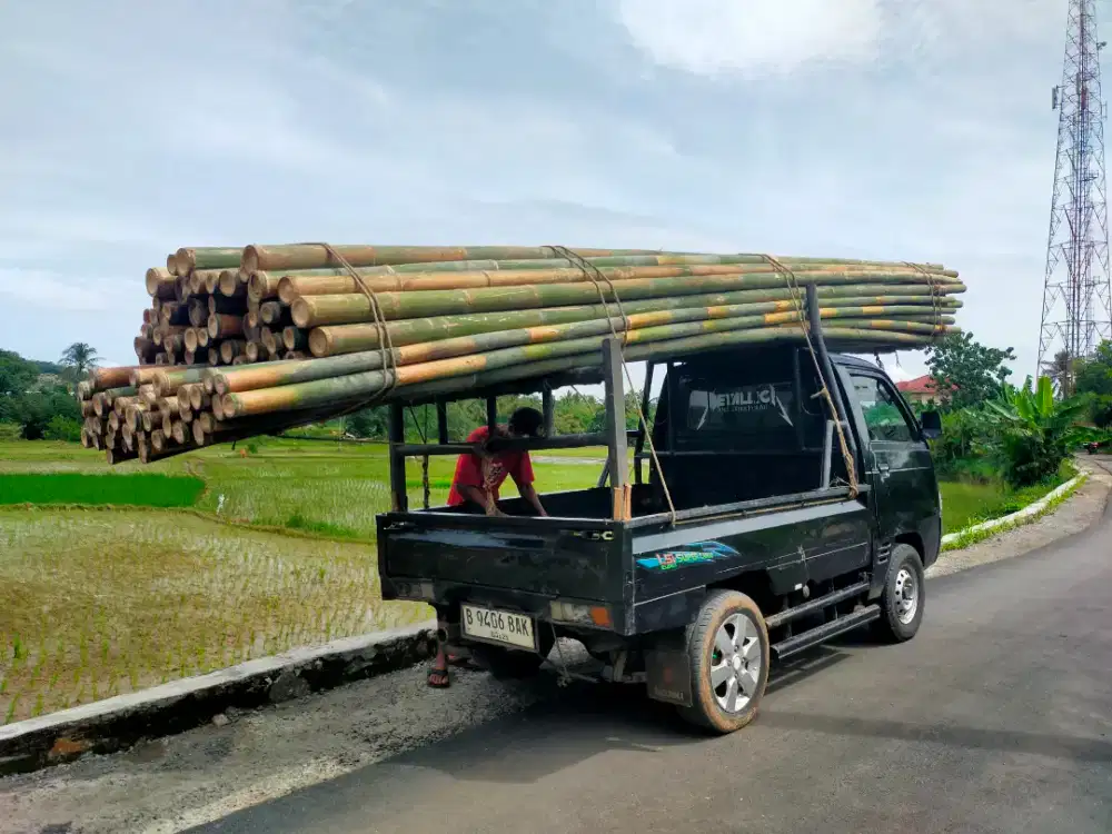 Bambu estger begesting