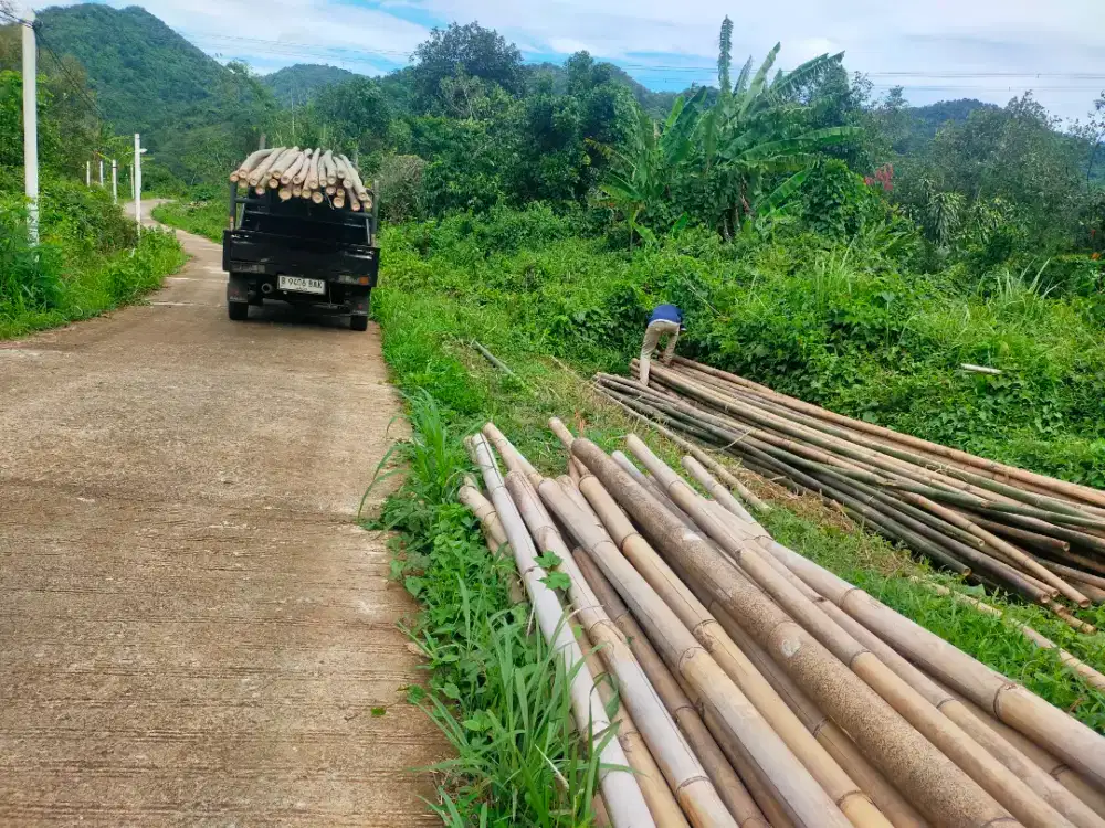 Bambu estger begesting