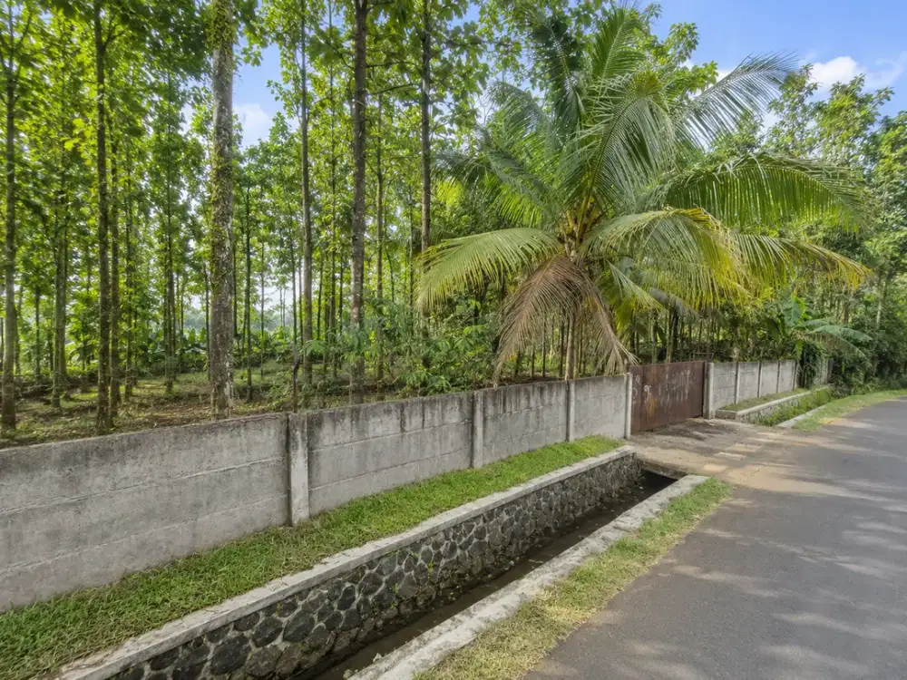 Jual Kebun Jati Platinum 1500 Pohon, 100 Durian Musang King Dekat IPB