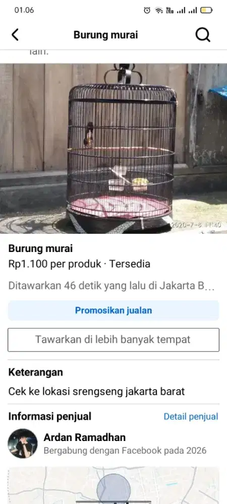 Burung murai di mahar cepat!!