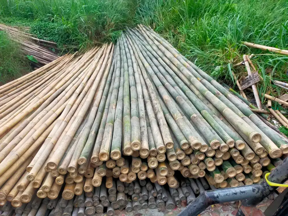 Bambu estger begesting