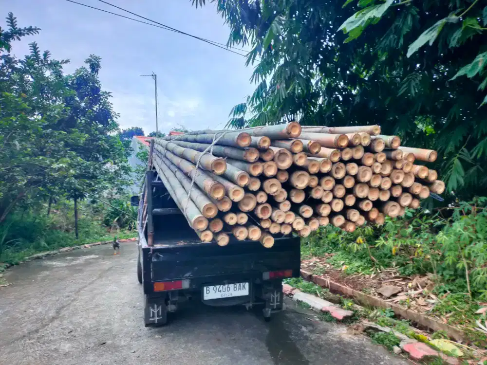 Bambu estger begesting
