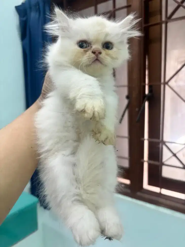 Kitten Persia Flatnose
