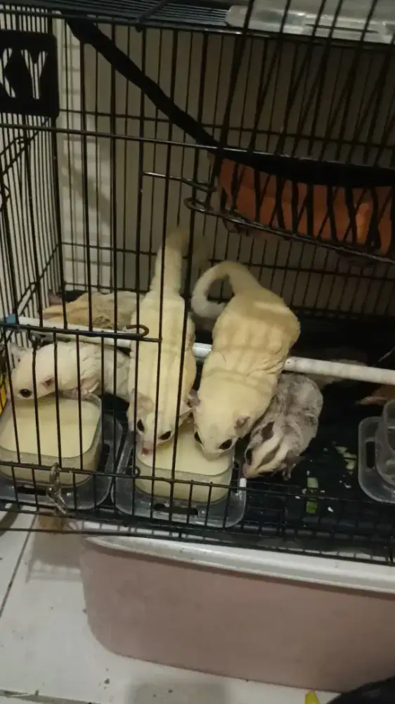 Dijual sugar glider