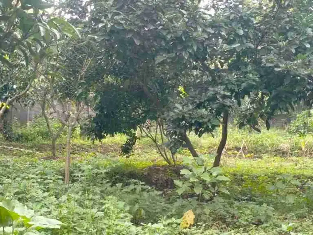 Dijual Lahan Perkebunan - Ngembal, Pasuruan