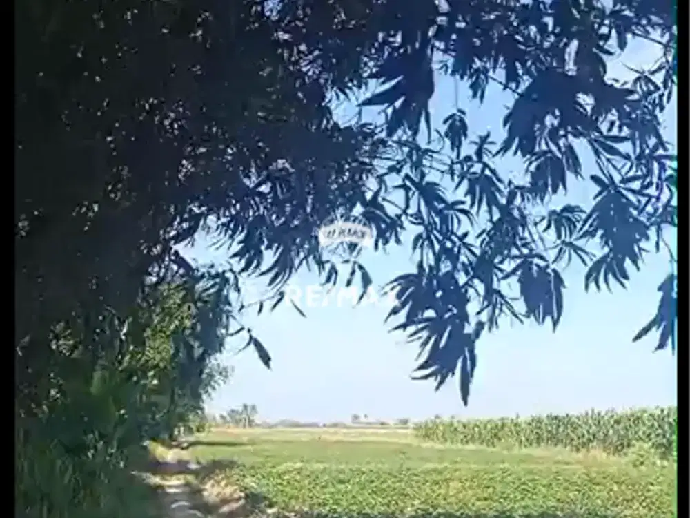 DIJUAL TANAH SAWAH PRODUKTIF – DONOSUKO, BADEAN, KABAT, BANYUWANGI