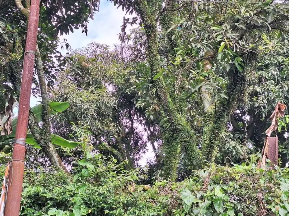 JUAL TANAH, KARANG TINEUNG