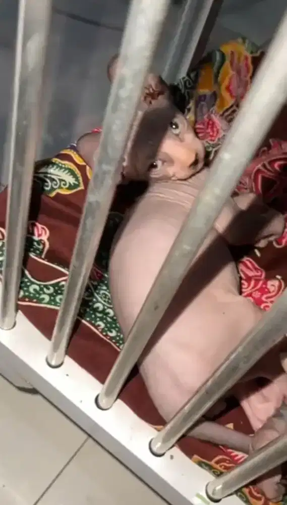 Kitten Sphynx jantan