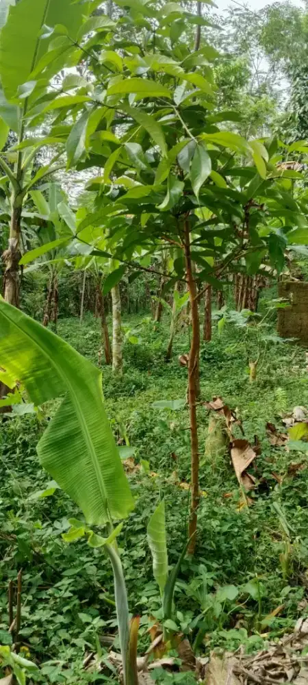 Tanah di jual cepat lokasi di cipadali cikalong