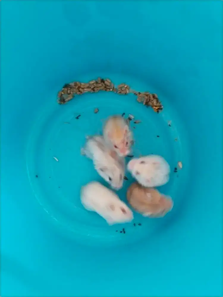 Jual hamster winter