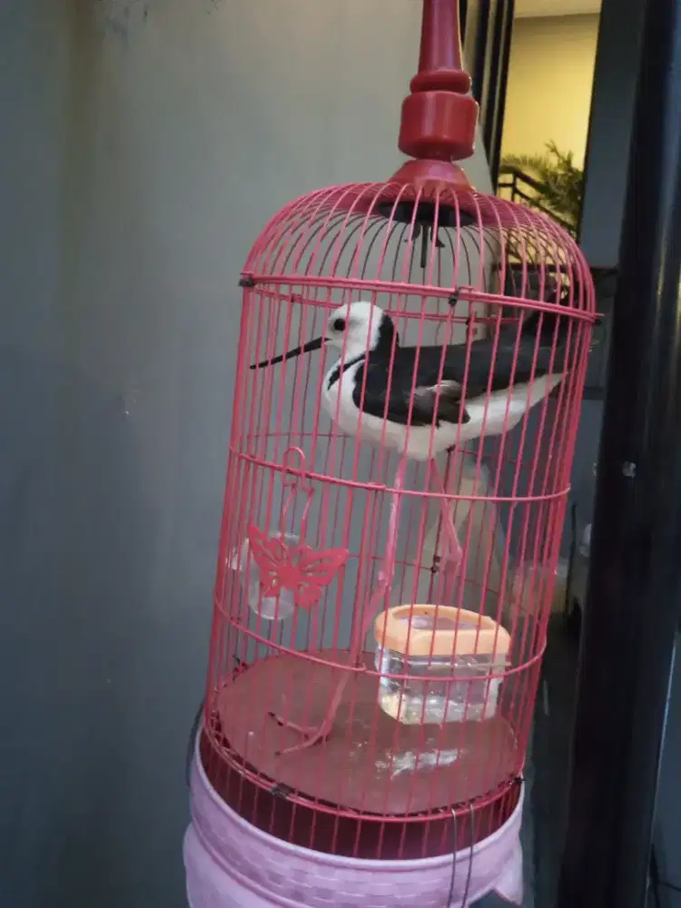Burung TRULEK / Sepah TRULEK