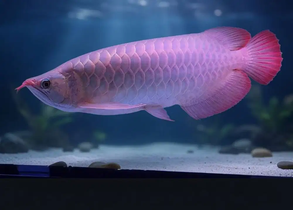 Ikan Arwana Super Red 45 cm up Peliharaan sendiri Lengkap Sertifikat
