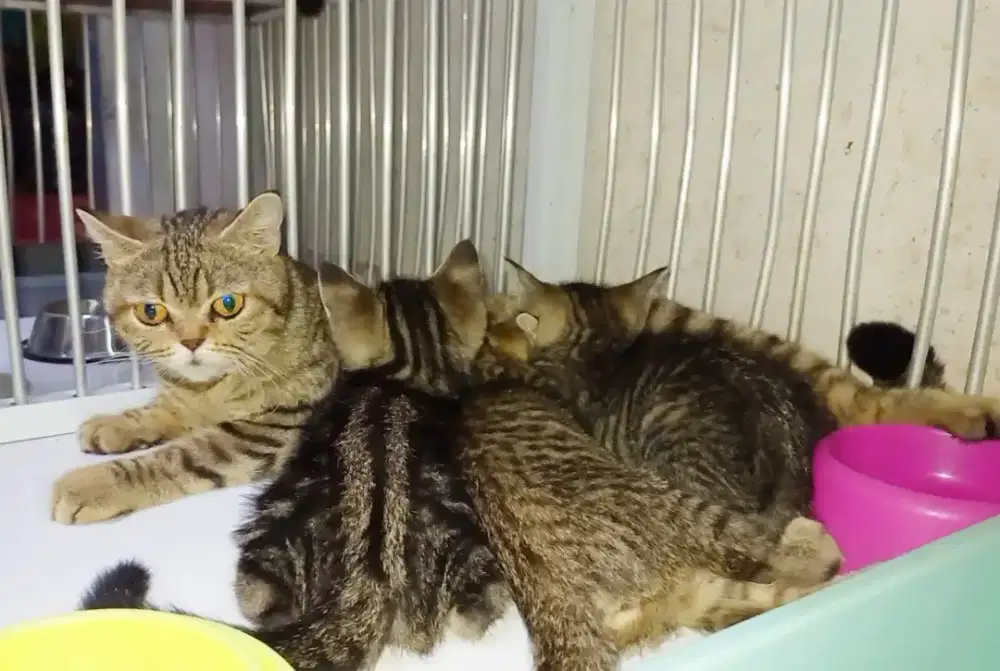British Shorthair golden black tabby