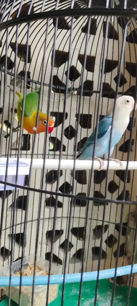 Lovebird sepasang