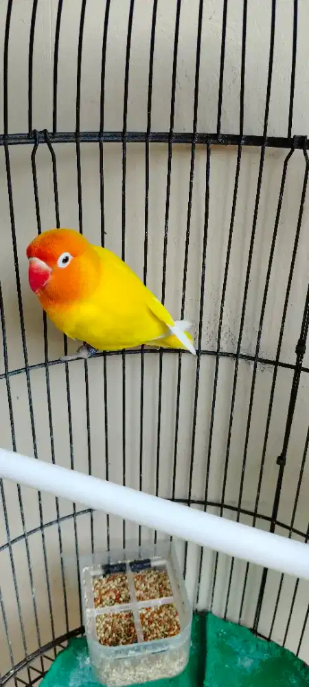 Lovebird Betina Lutino retina merah