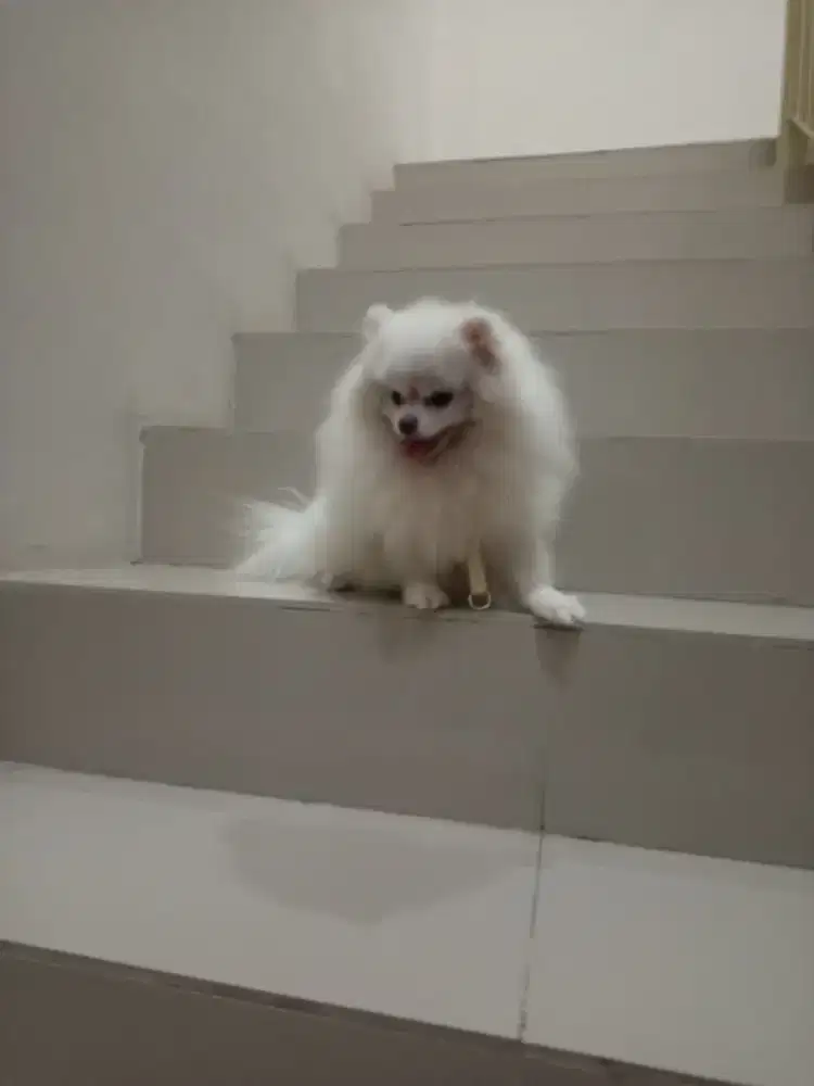 Di jual anjing mini Pom super jantan