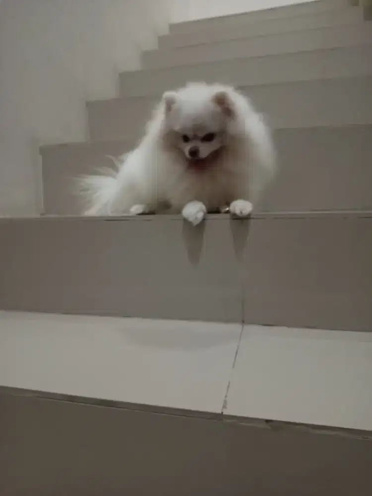 Di jual anjing mini Pom super jantan