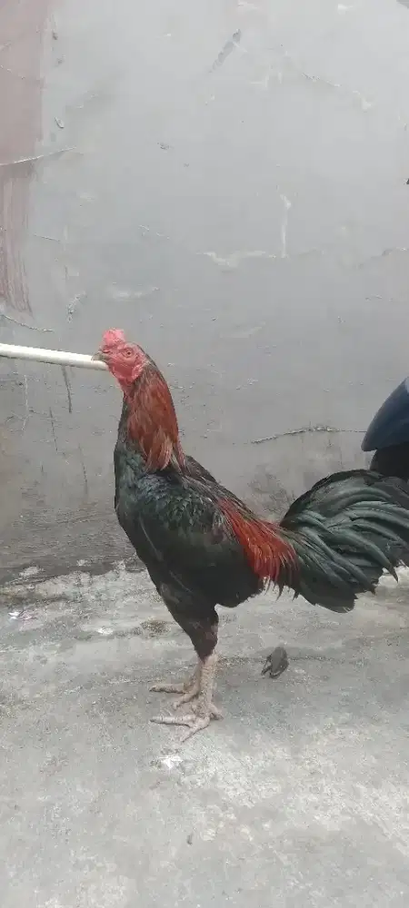 Ayam bangkok siisk buaya jos
