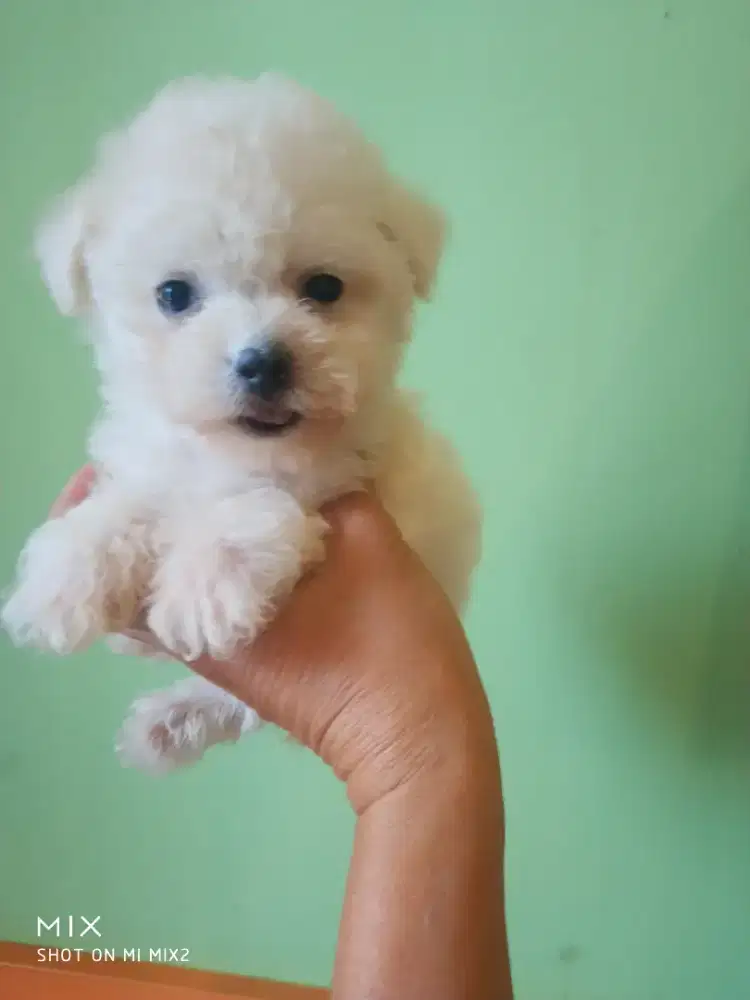Jual Anakan Bichon Murmer
