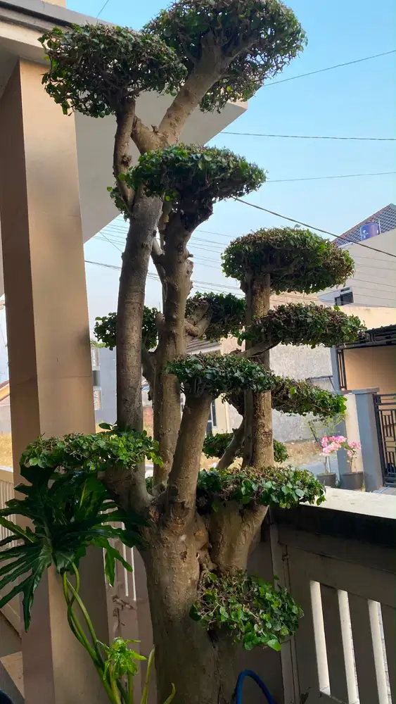 Bonsai bonsai bonsai