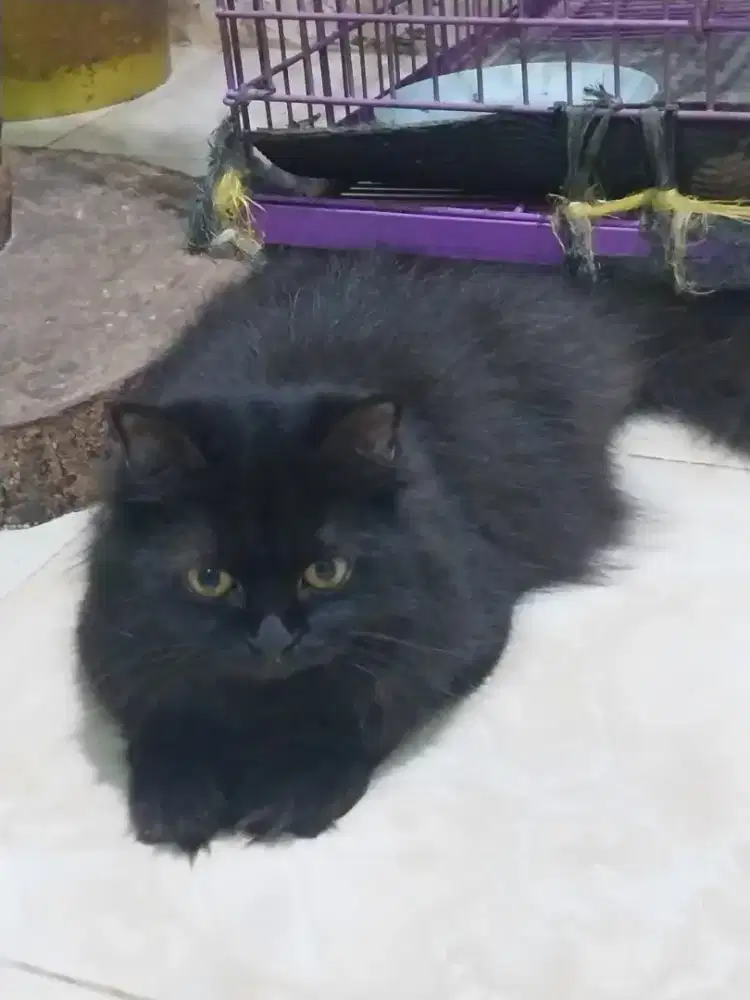 Kucing black persia betina usia 10 bulan