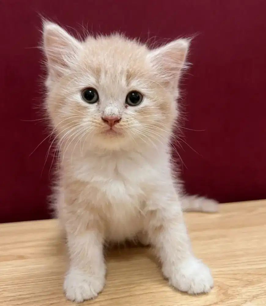 Kitten Persia Jantan