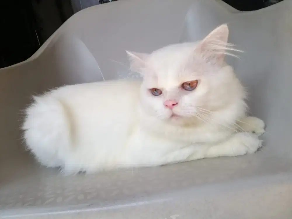 Kucing Persia Snow White Jantan usia 1 tahun