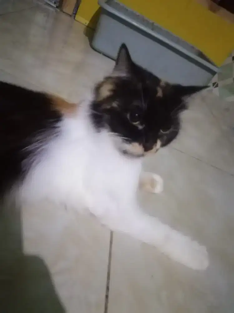 Kucing persia betina warna Calico usia 1 tahun