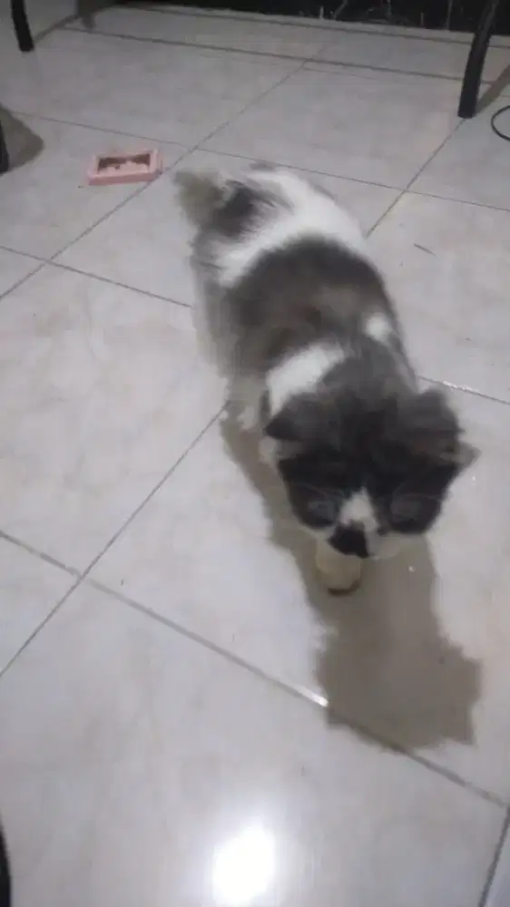 Kucing persia peaknose mix