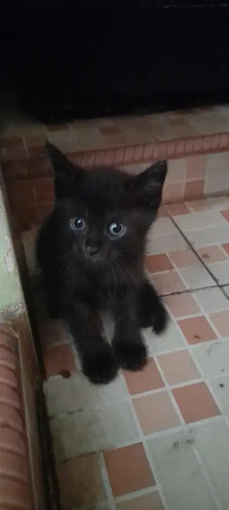 Kucing mixdom persia