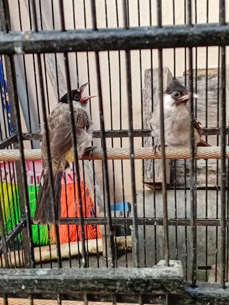 Kutilang trotolan sepasang