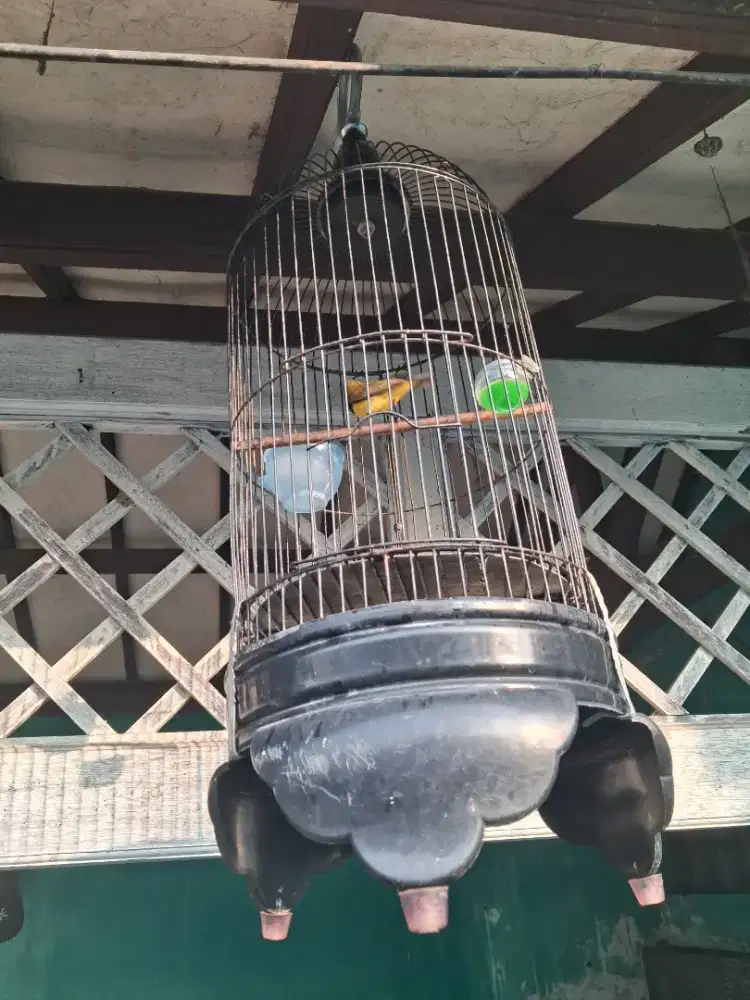 jual burung konin dan sogon