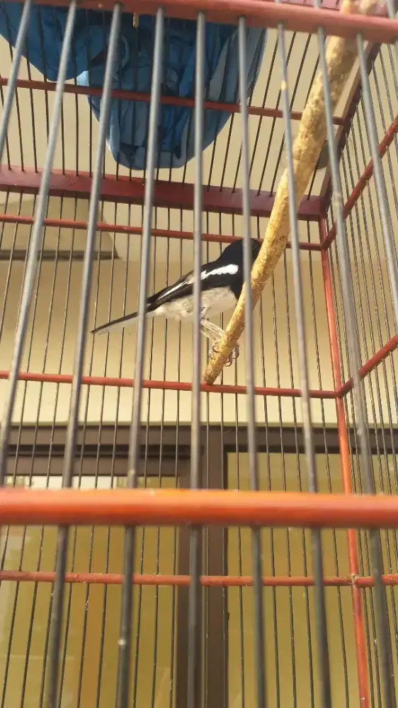 Burung kacer jabar