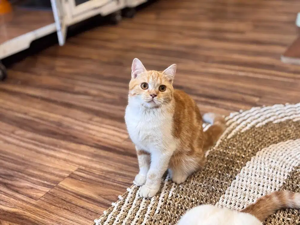 Kucing scotish straight pure bukan bsh
