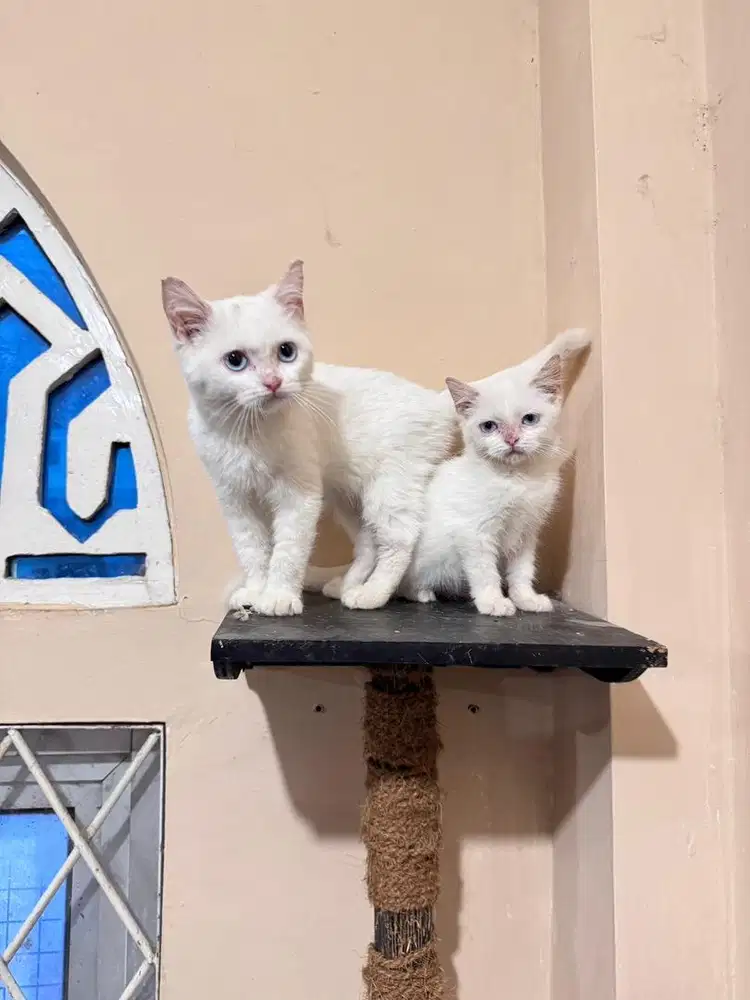 Bsh kitten putih mata biru
