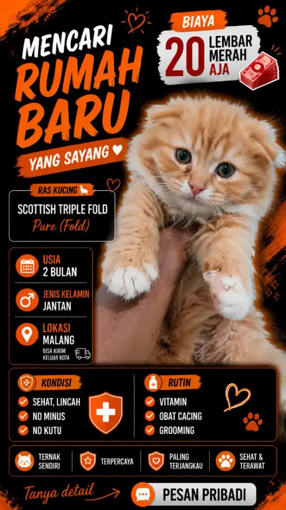 Kucing scottish fold pure 2 bulan jantan
