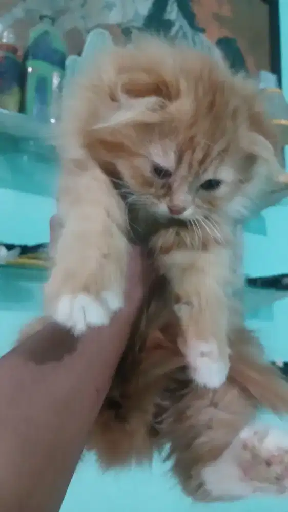 Kucing scottish fold pure 2 bulan jantan