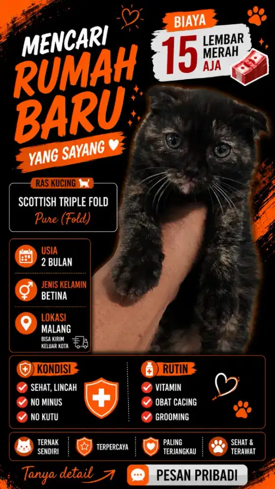 Kucing scottish fold betina 2 bulan pure