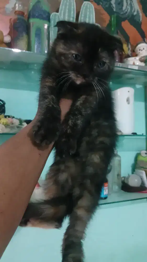 Kucing scottish fold betina 2 bulan pure