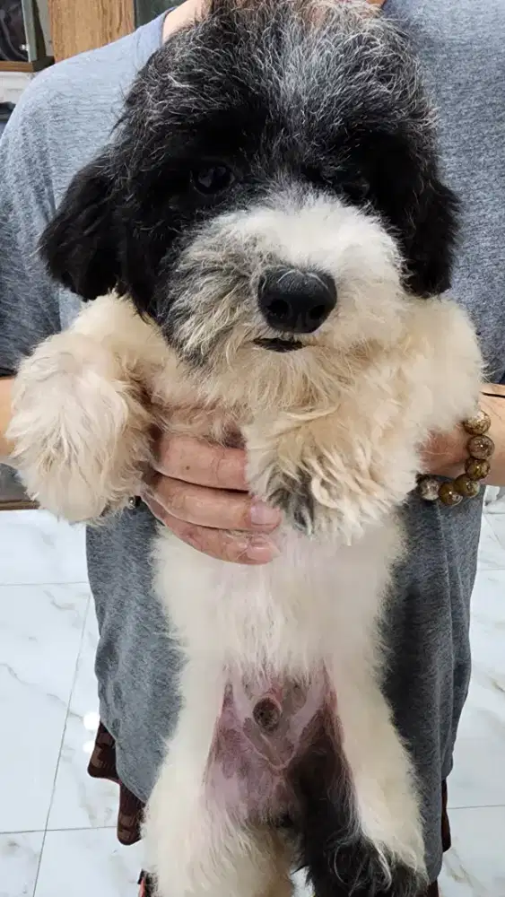 Poodle Party Color Jantan