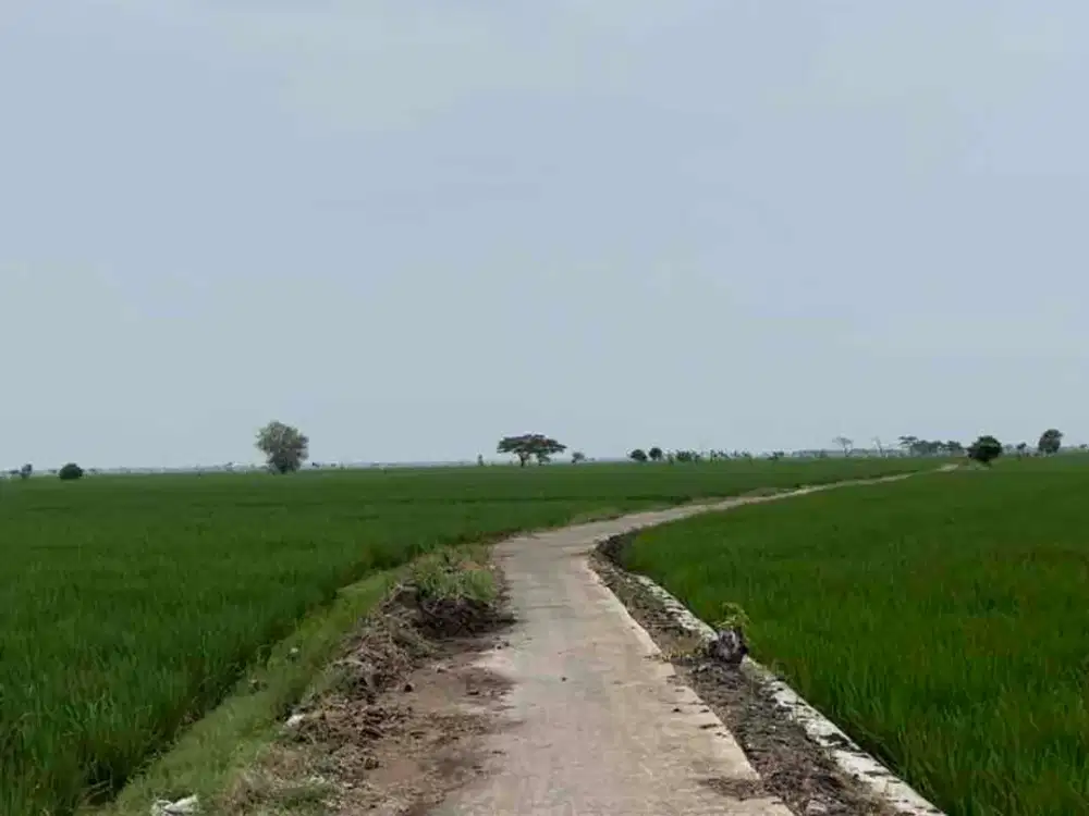 Dijual sawah subur di karawang